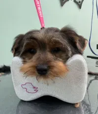 Salón De Peluquería & Bienestar Canino Rosa A.G